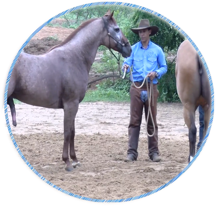 MENTE: Saúde Quântica